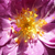 Lila - fehér - Történelmi - rambler, futó - kúszó rózsa - Veilchenblau